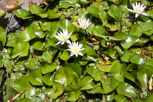 150616_St.Thomas_454