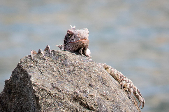 150616_St.Thomas_500