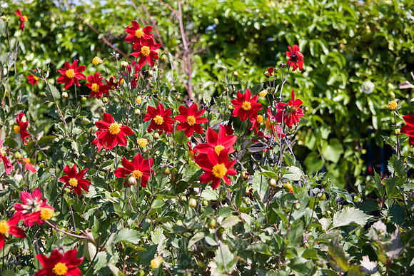 Annie's Annuals