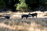 081011_POTN_CA_6_045