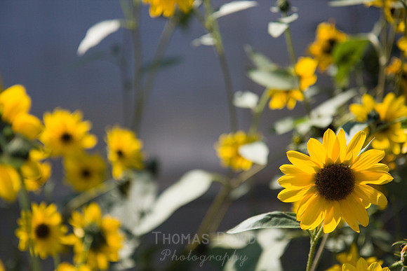 Annie's Annuals