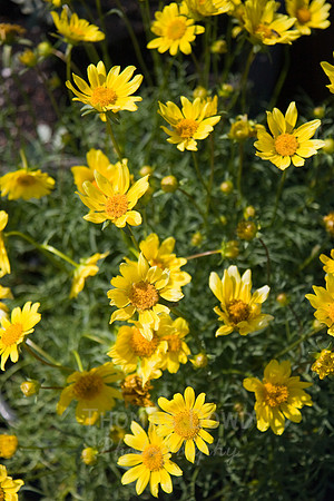 Annie's Annuals