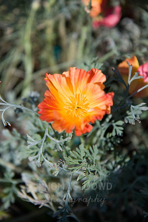 Annie's Annuals