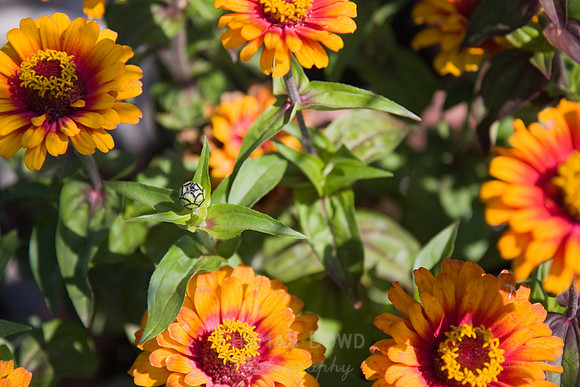 Annie's Annuals