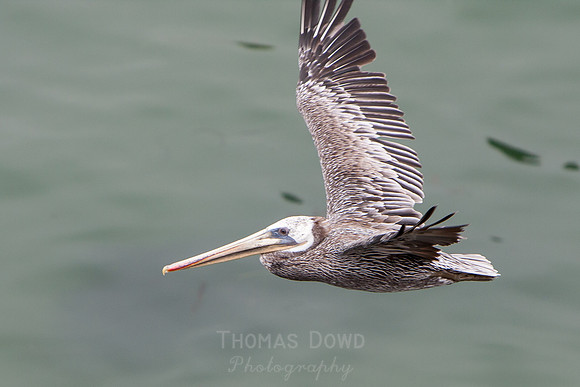 130813_Pismo_Beach_061