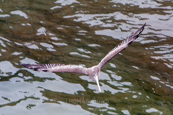 130813_Pismo_Beach_063