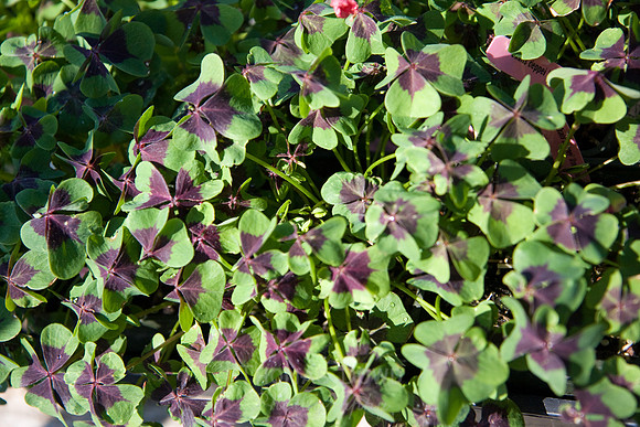 Annie's Annuals