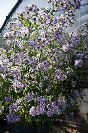 Annie's Annuals