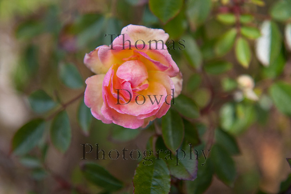 120121_Pescadero_0280