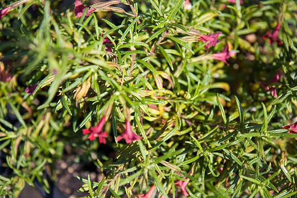 Annie's Annuals
