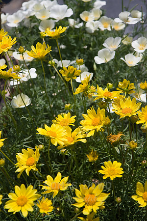 Annie's Annuals