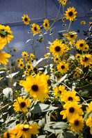 Annie's Annuals
