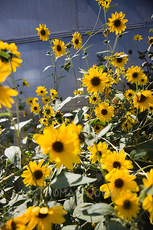 Annie's Annuals