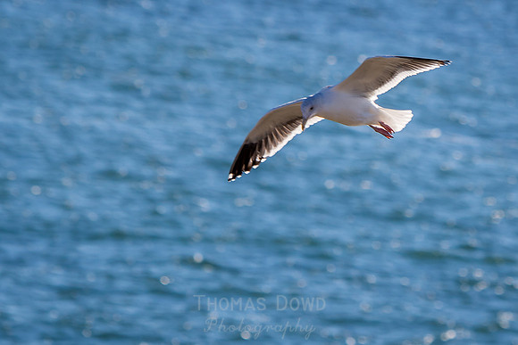 Duncan's Landing Overlook