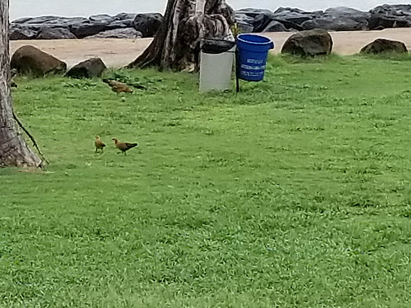 180407_South Pacific_012M