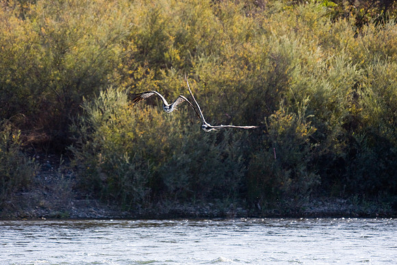 081011_POTN_CA_6_073