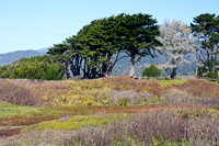 120121_Pescadero_0210