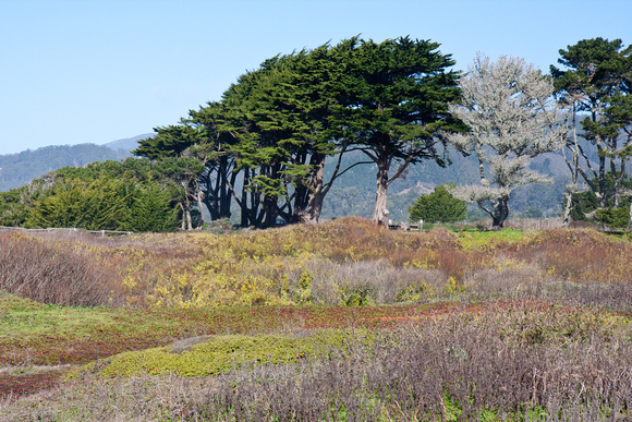 120121_Pescadero_0210