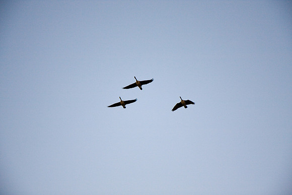 081011_POTN_CA_6_261