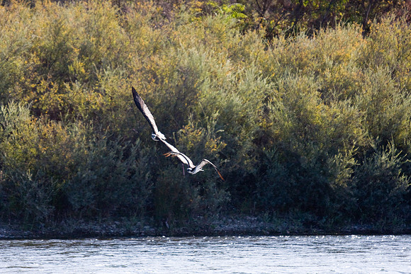 081011_POTN_CA_6_072