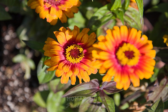 Annie's Annuals