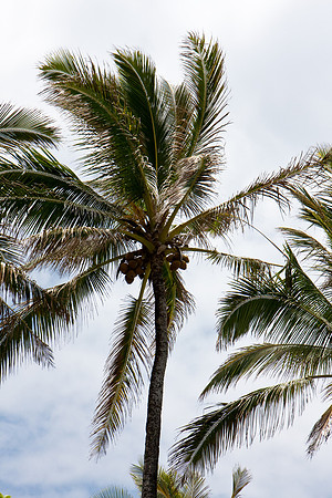 090523_Maui_050