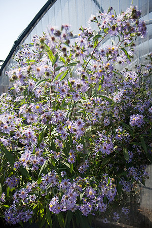 Annie's Annuals