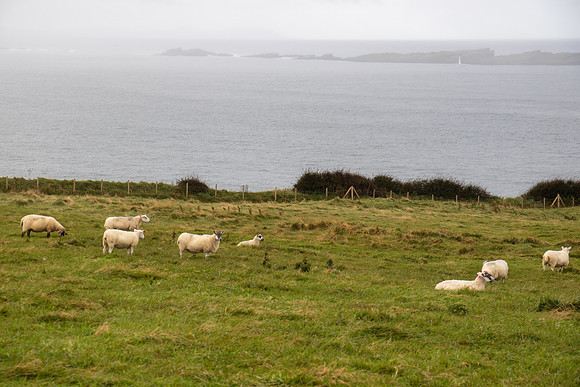 190915_BritIsles_373-2.jpg