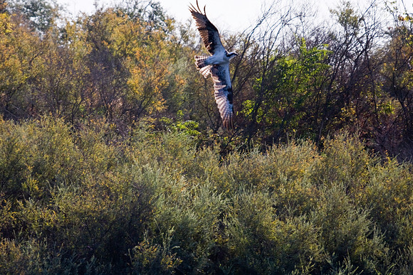 081011_POTN_CA_6_075