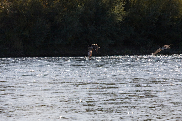 081011_POTN_CA_6_069