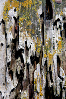 120121_Pescadero_0248