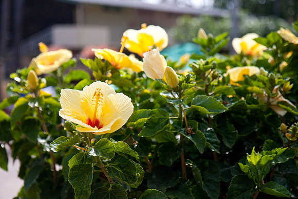 Hawaii Vacation 2009