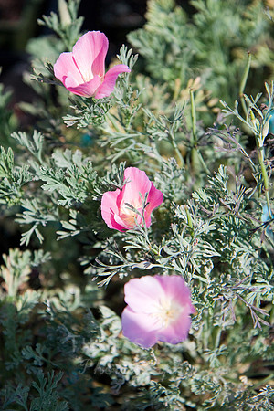 Annie's Annuals