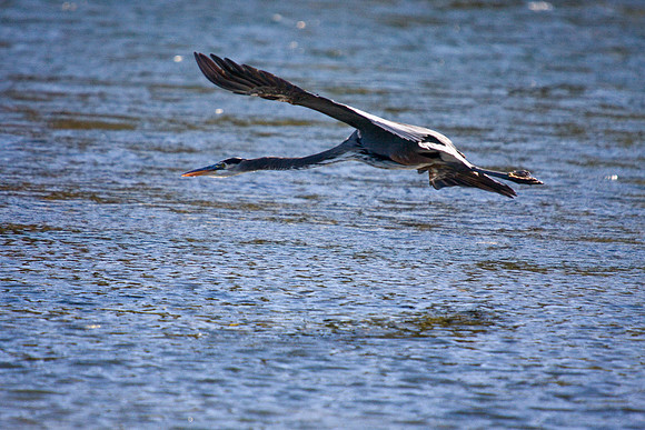 081011_POTN_CA_6_100