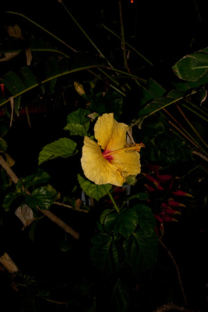 090520_Maui_237