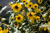 Annie's Annuals