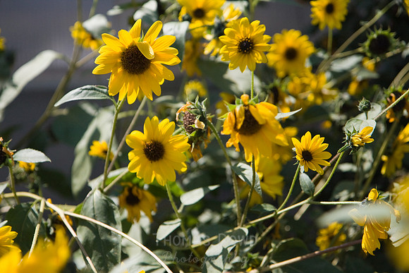 Annie's Annuals