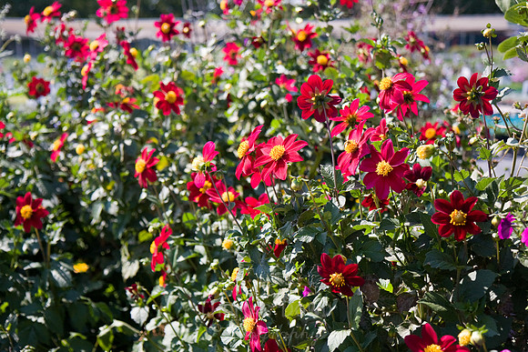 Annie's Annuals