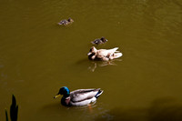 090425_POTN_031