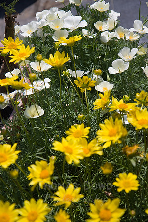 Annie's Annuals