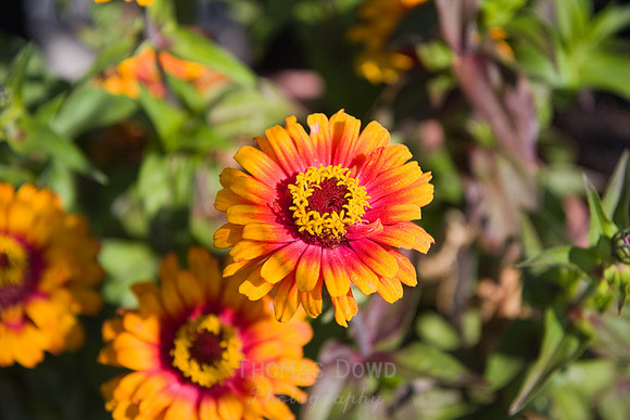 Annie's Annuals