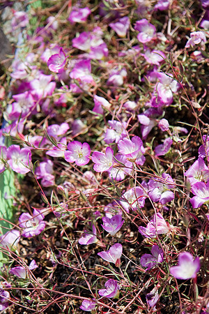 Annie's Annuals