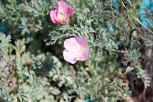 Annie's Annuals