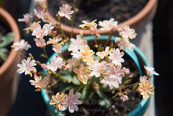 Annie's Annuals