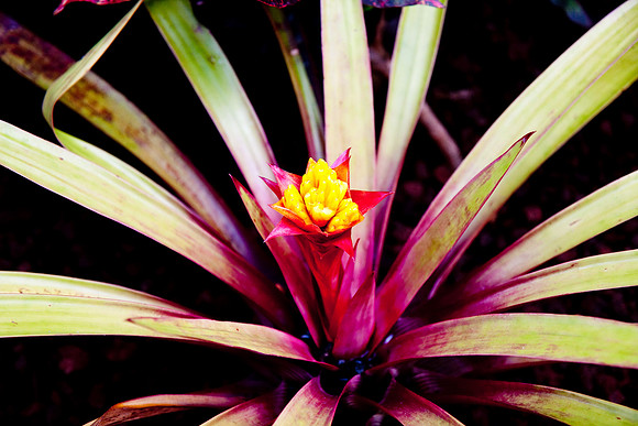 Hawaii Vacation 2009