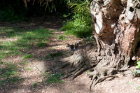 090425_POTN_011
