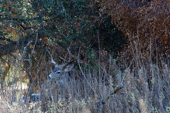 081011_POTN_CA_6_013