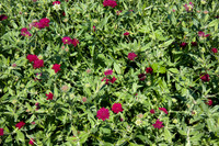 Annie's Annuals