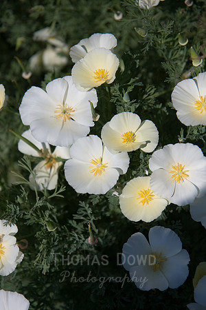 Annie's Annuals