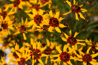 Annie's Annuals